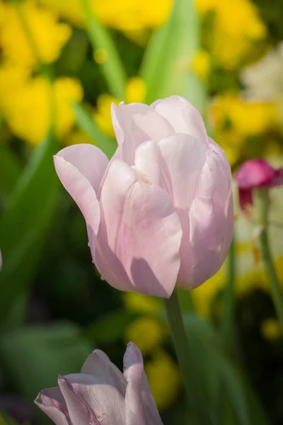 Красивые Цветы Тюльпанов Флора Весной — стоковое фото