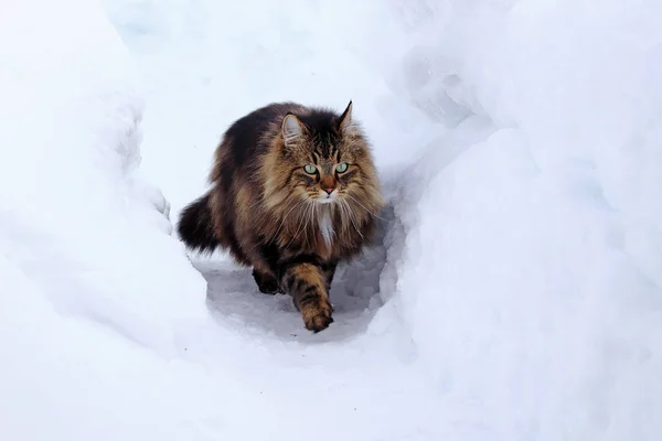 눈에는 노르웨이 고양이 — 스톡 사진