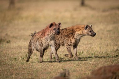 Two spotted hyena run across sunny grassland clipart