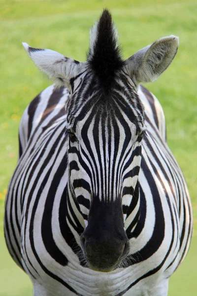 Steppenzebra Equus Quagga Frontal — Photo