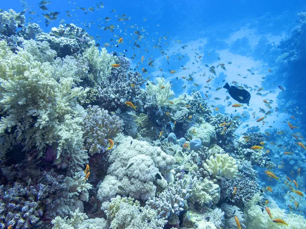 Барвистий Кораловий Риф Дні Тропічного Моря Підводний Пейзаж — стокове фото