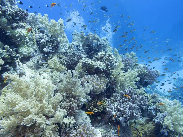 Récif Corallien Coloré Fond Mer Tropicale Paysage Sous Marin — Photo