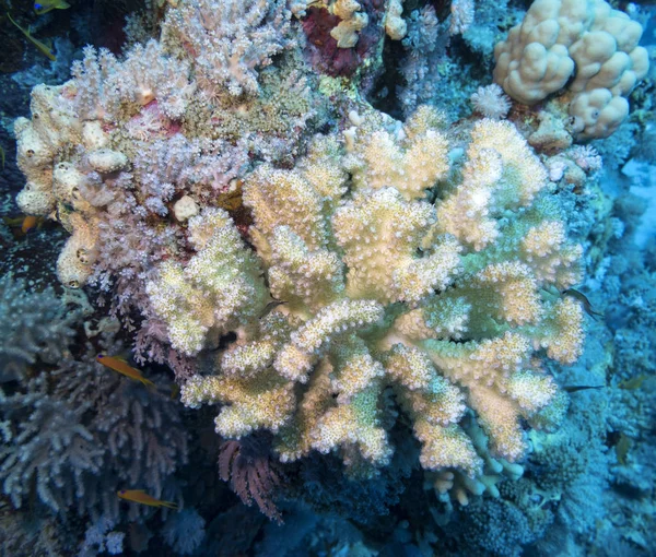 熱帯の海の底にカラフルなサンゴ礁 水中の風景 — ストック写真