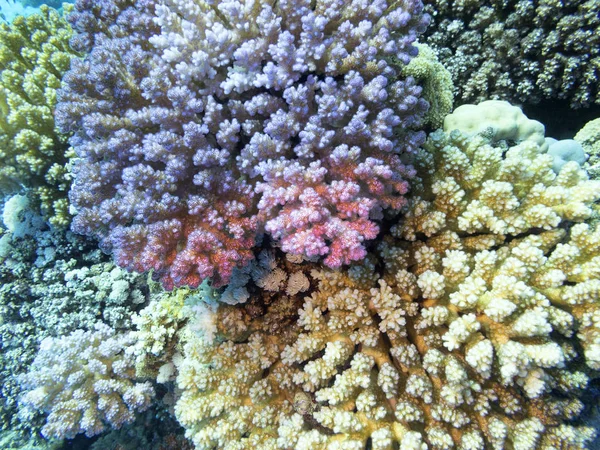 Kolorowe Rafy Koralowej Dole Tropikalne Morze Twardy Indyjski Koral Pejzaż — Zdjęcie stockowe