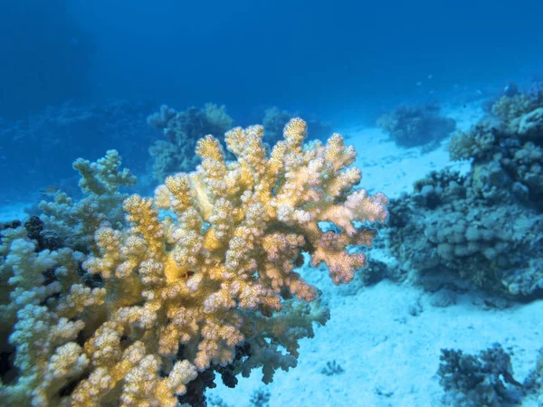 Färgglada Korallrev Botten Tropiska Havet Akropora Korall Undervattens Landskap — Stockfoto