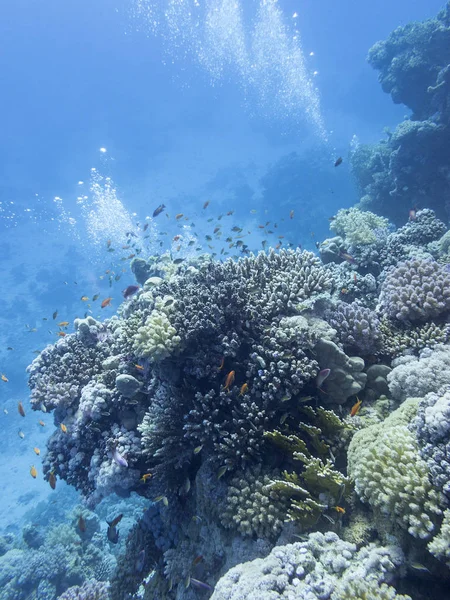 Récif Corallien Coloré Fond Mer Tropicale Coraux Durs Sur Fond — Photo