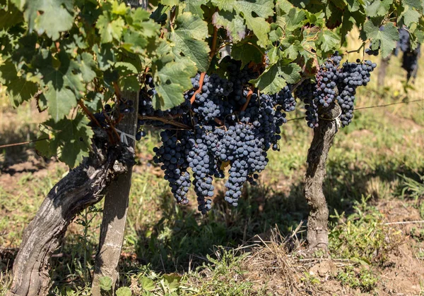 Uvas Vinho Tinto Prontas Para Colheita Produção Vinho Saint Emilion — Fotografia de Stock