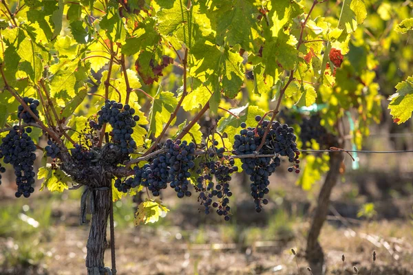 Uvas Vinho Tinto Prontas Para Colheita Produção Vinho Medoc França — Fotografia de Stock