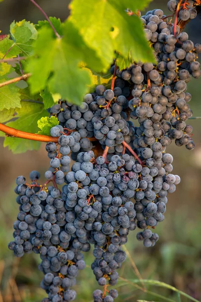 Red Wine Grapes Ready Harvest Wine Production Saint Emilion France — Stock Photo, Image