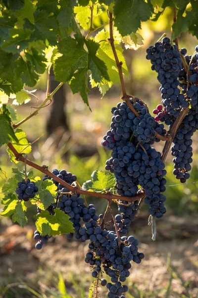 Uvas Vinho Tinto Prontas Para Colheita Produção Vinho Medoc França — Fotografia de Stock