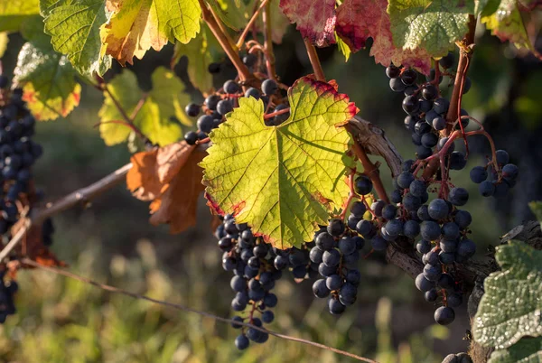 Uvas Vinho Tinto Prontas Para Colheita Produção Vinho Saint Emilion — Fotografia de Stock