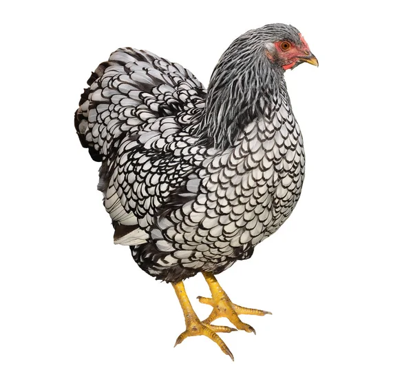 Wyandotte Poulet Isolé Sur Blanc — Photo