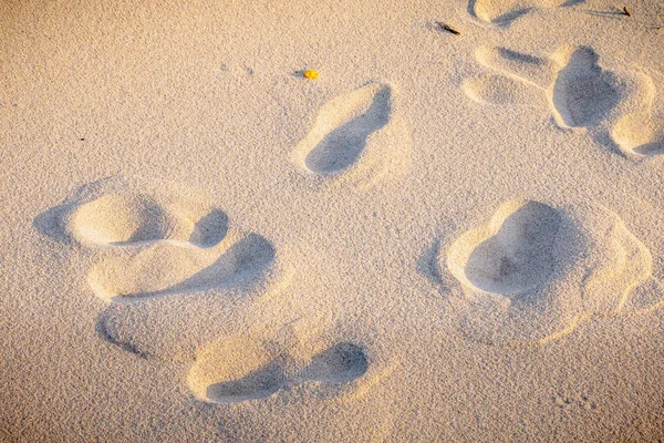 Footprint Fine Sand Sea Portugal — Stock Photo, Image