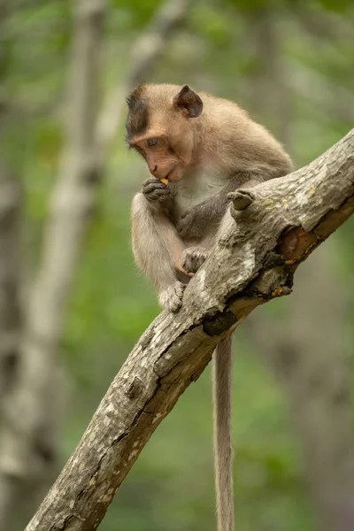 Macaque Longue Queue Mange Des Fruits Sur Une Branche — Photo