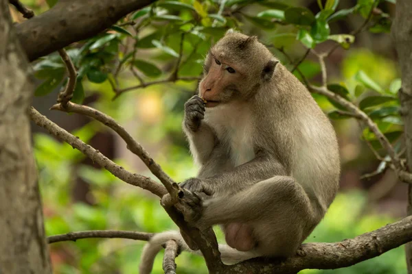 Macaque Longue Queue Est Assis Dans Biscuit Mangeant Des Arbres — Photo