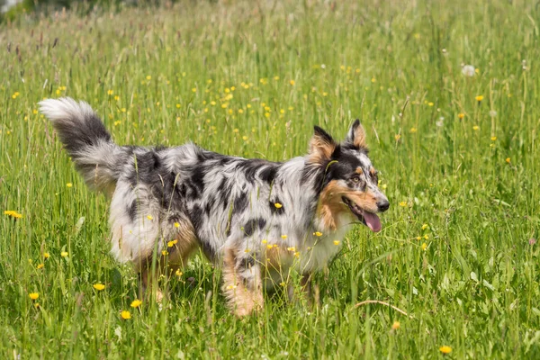 Beautiful Australian Shepherd Plays Meadow — Stock Photo, Image