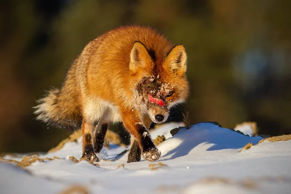 頭の上に傷が近づいて野生の赤いキツネ 負傷した 自然の中で病気の動物 — ストック写真