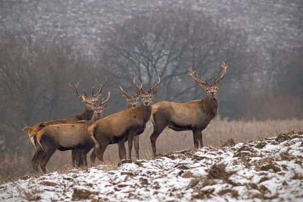 Stádo Červených Jelenů Cervus Elaphus Jeleni Zimě Parohy Zimní Příroda — Stock fotografie