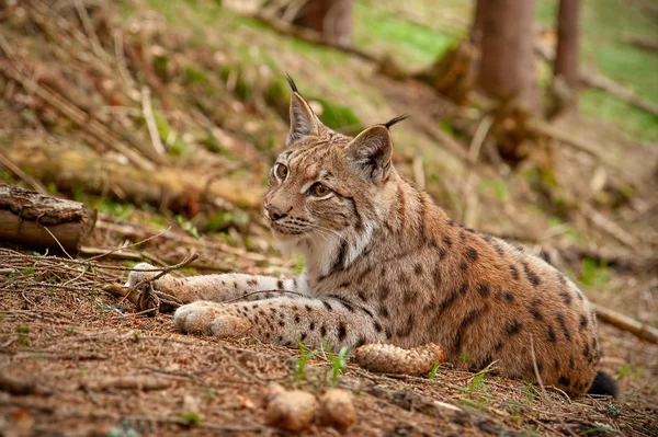 Der Eurasische Luchs Liegt Mit Verschwommenem Hintergrund Wald Auf Dem — Stockfoto