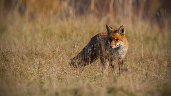 Kızıl Tilki Arka Planda Bulanık Kuru Ile Sonbaharda Vulpes Vulpes — Stok fotoğraf