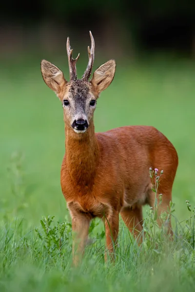 夏天的鹿鹿 垂直组成的哺乳动物 在绿色的草地上 背景模糊 自然界中的雄性野生动物 野生动物风光 — 图库照片