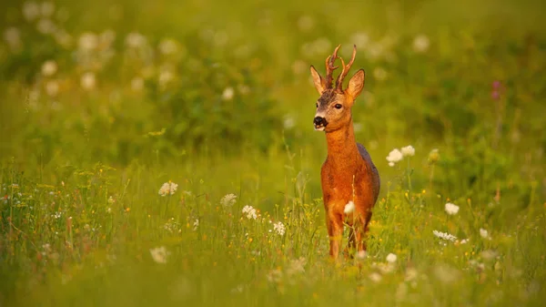 Ciervo Capreolus Capreolus Buck Verano Atardecer Prado Con Flores Animal —  Fotos de Stock