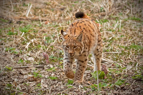 Eursian Lynx Procházky Přírodním Prostředí Ohrožený Savec Přední Nohou Vzduchu — Stock fotografie