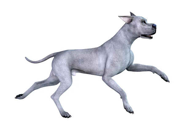 Rendering Blue Great Dane Dog Isolated White Background — Stock Photo, Image