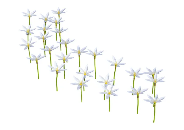 Vykreslování Zephyranthes Květin Izolovaných Bílém Pozadí — Stock fotografie