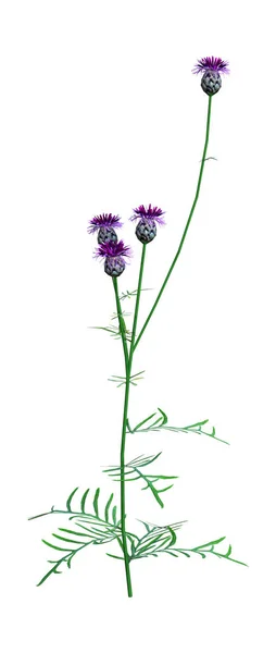 Rendering Van Centaurea Jacea Bruin Brownray Knapweed Bloemen Geïsoleerd Witte — Stockfoto