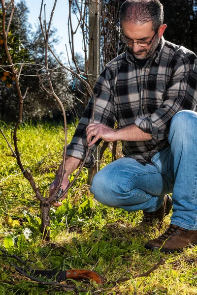 Viticultor Caucásico Trabajo Dedicado Poda Vid Con Tijeras Profesionales Agricultura —  Fotos de Stock