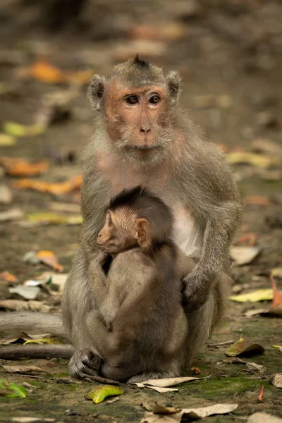 长尾猕猴带着婴儿坐在树叶中 — 图库照片