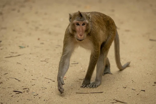 Long Tailed Macaque Walks Twigs Sand — Stock Photo, Image