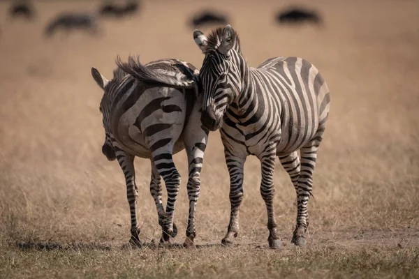 Due Pianure Zebra Piedi Con Gnu Dietro — Foto Stock