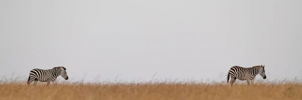 Dwie Równe Zebry Horyzoncie Trawie — Zdjęcie stockowe
