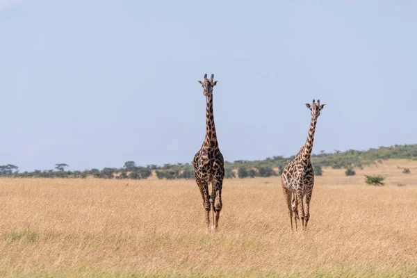 Deux Girafes Masai Marchant Dans Herbe Longue — Photo