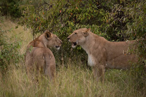 Deux Lionnes Tiennent Dans Herbe Parmi Les Buissons — Photo