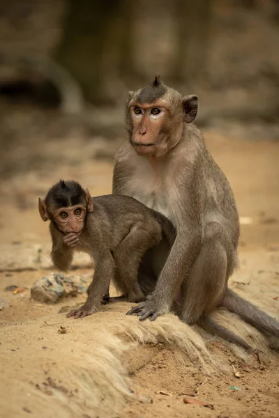 Monyet Ekor Panjang Duduk Sementara Bayi Berdiri — Stok Foto