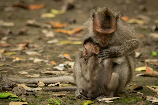 Mother Long Tailed Macaque Grooms Baby Leaves — Stock Photo, Image