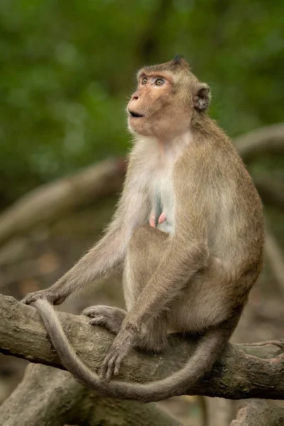 Macaque Longue Queue Est Assis Sur Racine Air Étonné — Photo