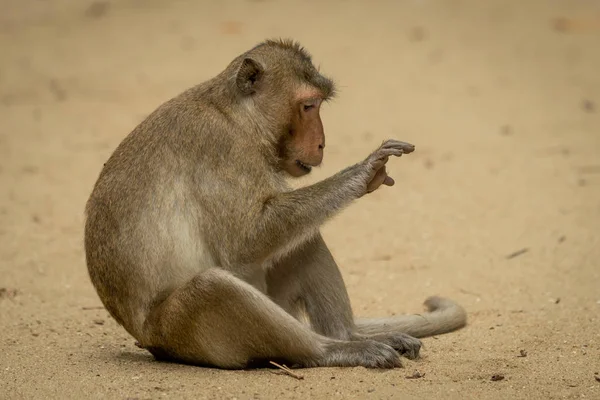 Macaque Longue Queue Est Assis Regardant Patte Droite — Photo