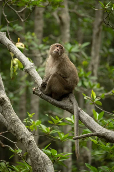 Long Tailed Macaque Sits Tree Turning Head — Stock Photo, Image