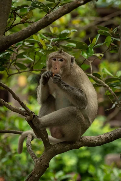 Long Tailed Macaque Sits Branch Eating Biscuit — Stock Photo, Image