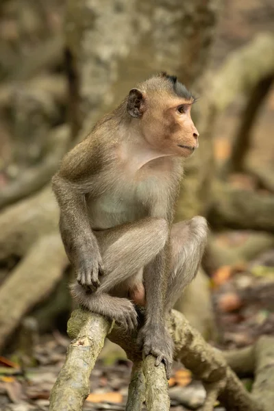 Macaque Longue Queue Est Assis Sur Mangrove Regardant Droite — Photo