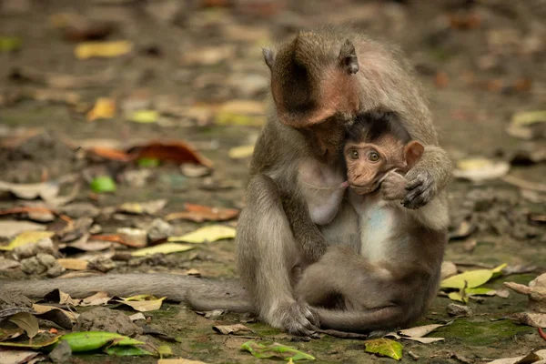 长尾猕猴坐在树叶中哺育婴儿 — 图库照片