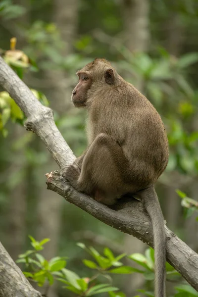 Macaco Dalla Coda Lunga Siede Sul Ramo Tra Foglie — Foto Stock