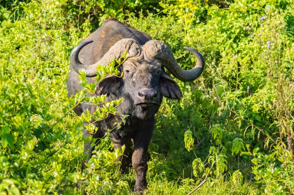 Buffalo Floresta Aberdare Park Centro Quênia — Fotografia de Stock