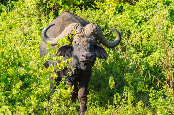 Kenya Nın Merkezindeki Aberdare Park Ormanındaki Bufalo — Stok fotoğraf