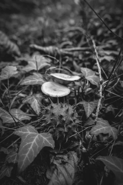 Kastanienkapsel Zwischen Efeu Und Pilzen Schwarz Und Weiß — Stockfoto