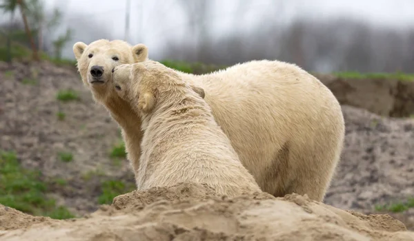 Dwa Niedźwiedzie Polarne Szukające Wzajemnej Uwagi — Zdjęcie stockowe